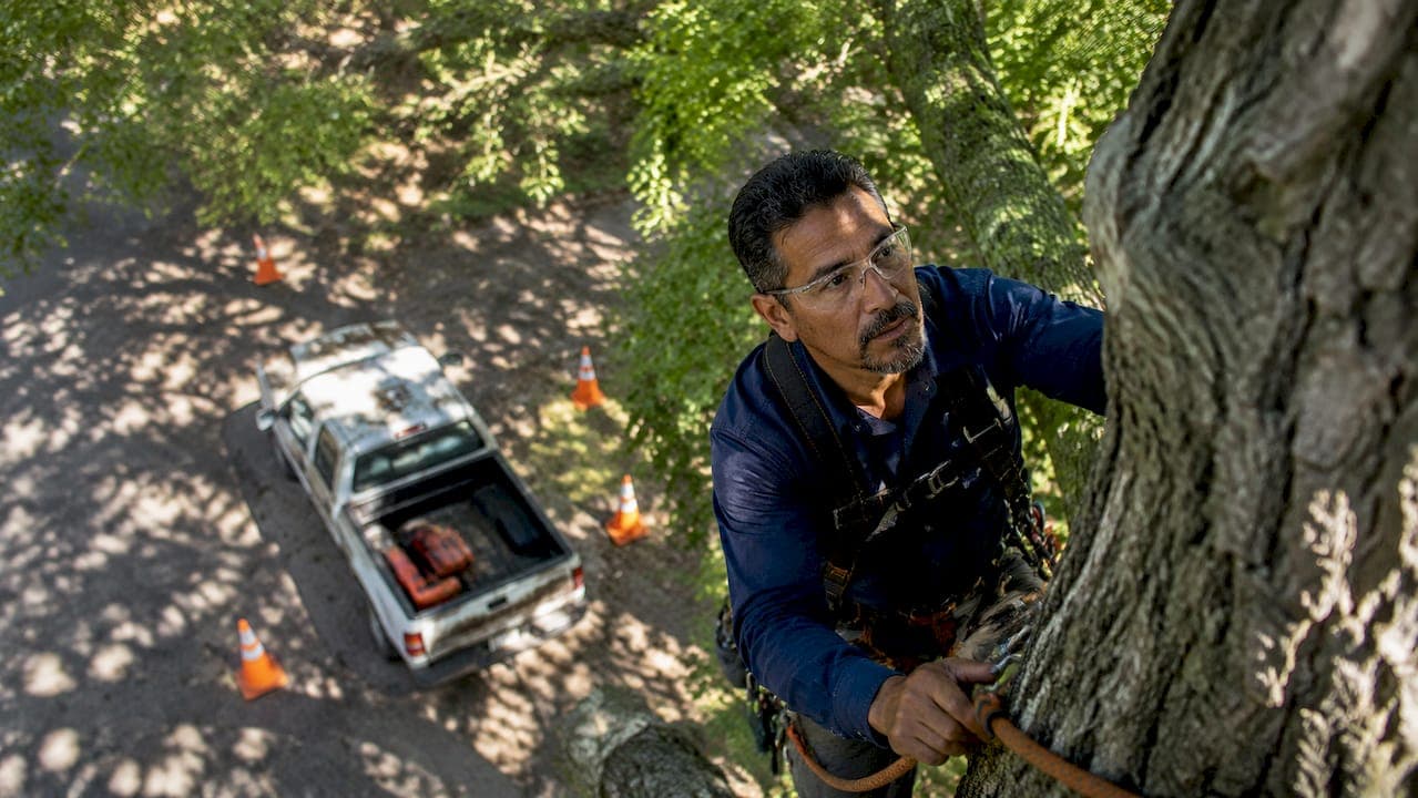Tree Service Worksite Safety: A Pro's Complete Guide