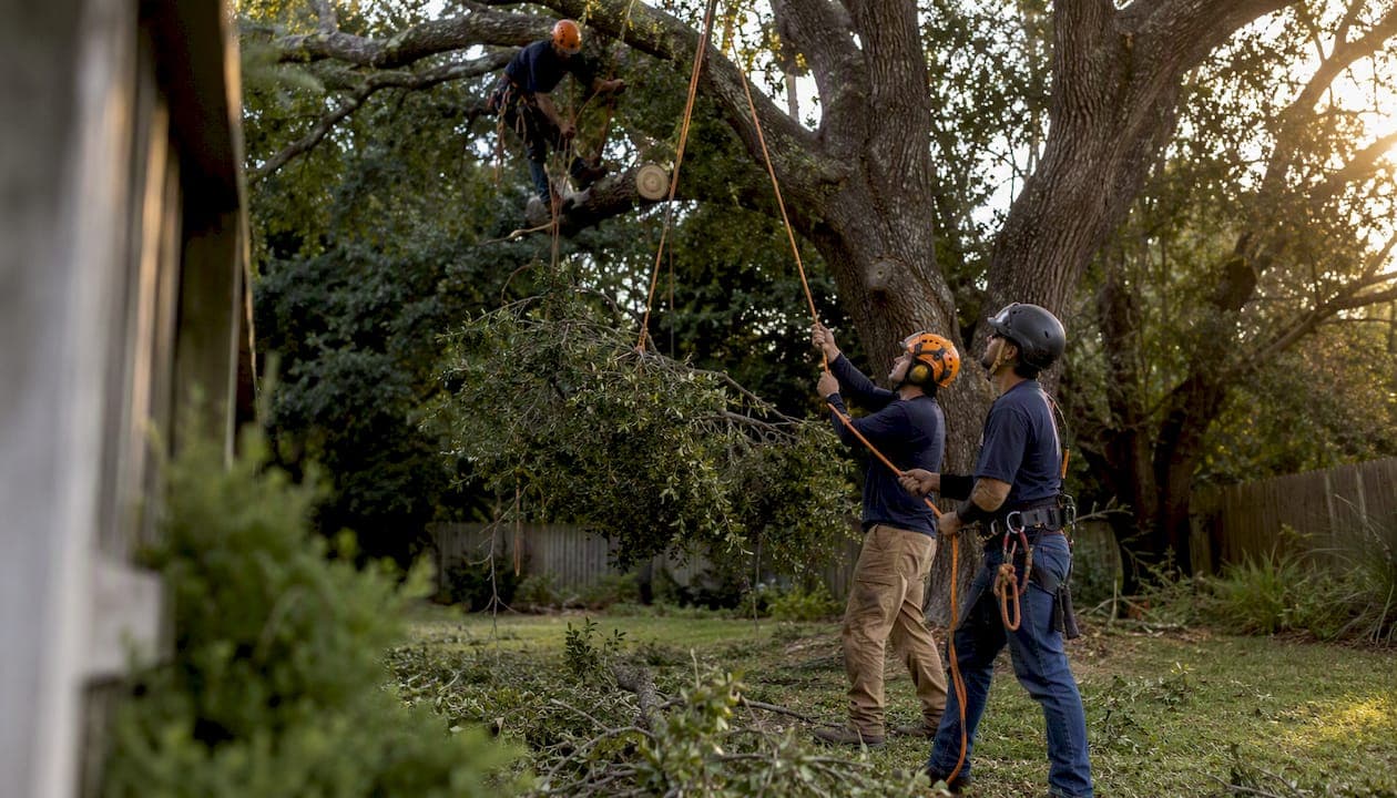 Best Rushingstreecarellc.com Alternatives in Shreveport