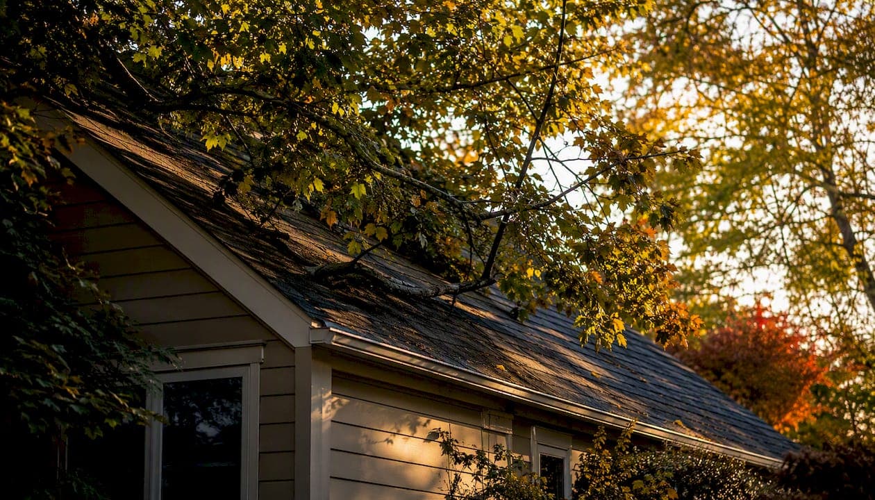 Tree Branches Over Your Roof: What Homeowners Must Do