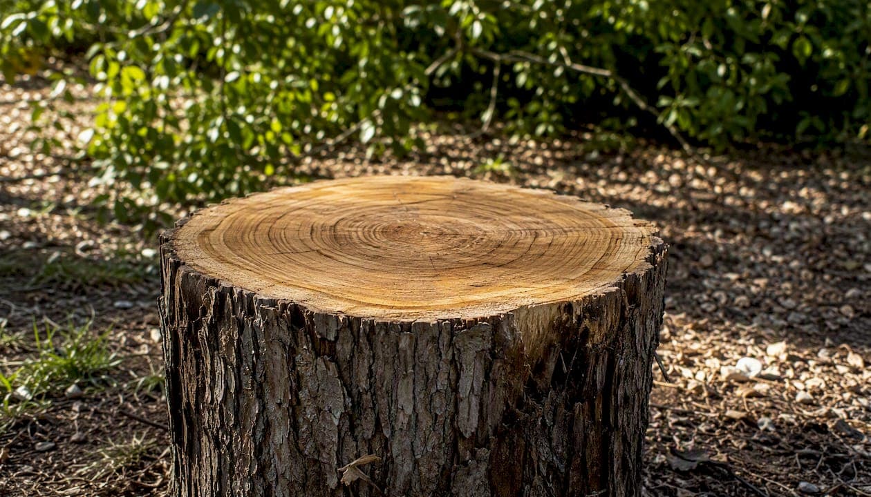 All About Trees: What Every Homeowner Should Know