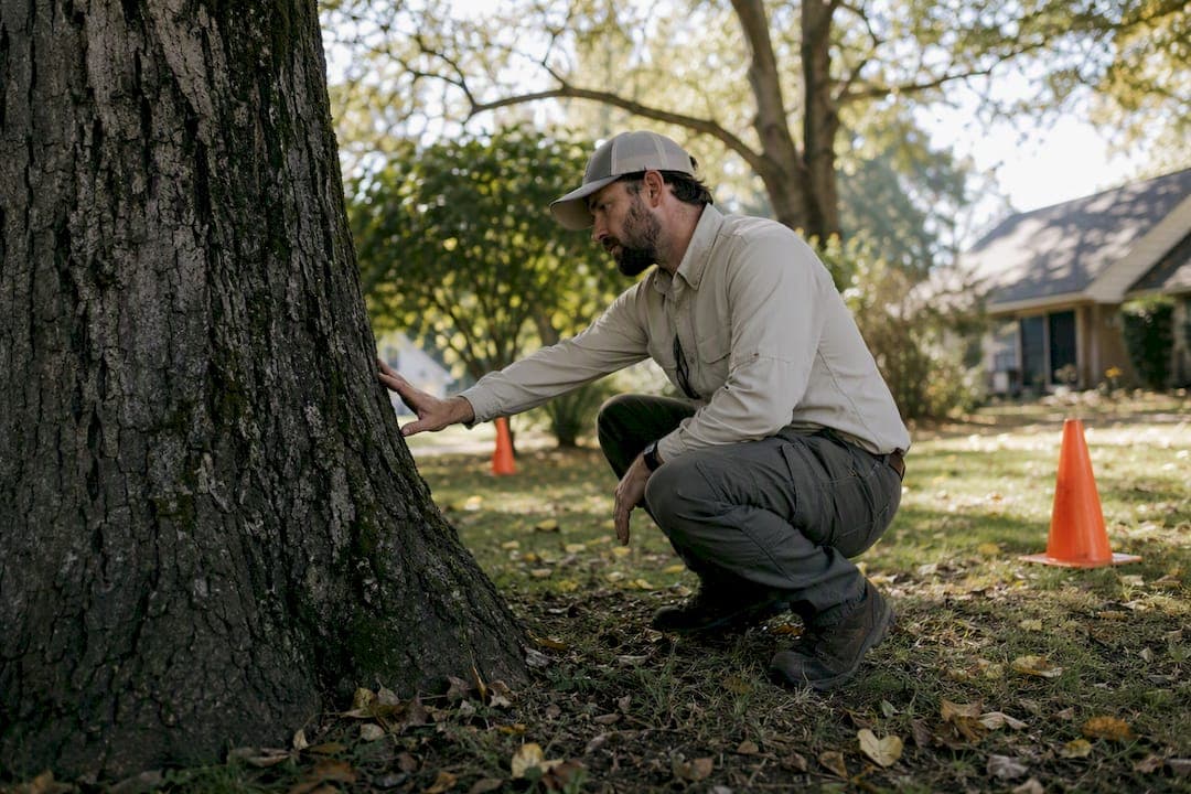 Tree Risk Assessment Cost: A 2026 Homeowner's Guide