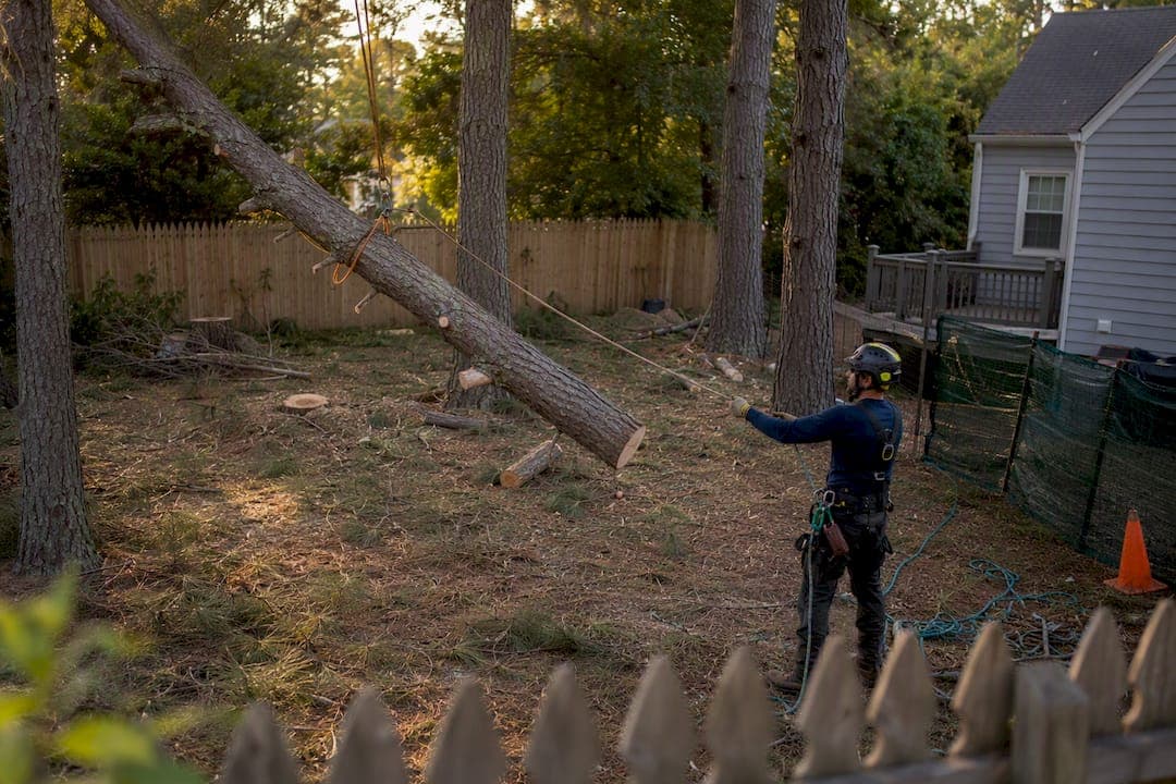 Pine Tree Removal Cost: A 2026 Homeowner's Price Guide
