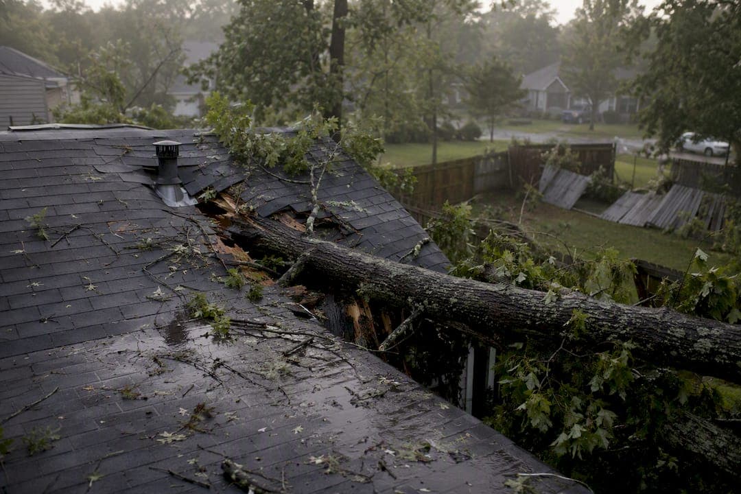 Fallen Tree on House: What to Do First for Homeowners