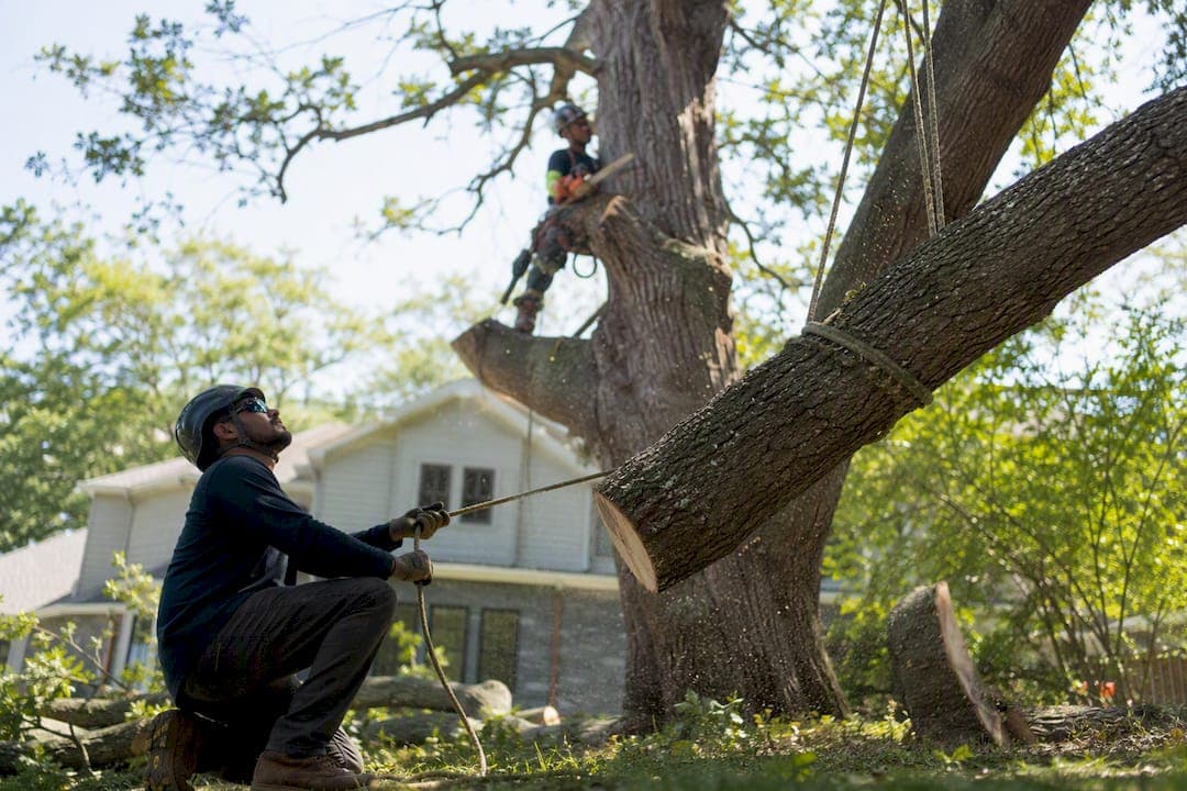 Large Tree Removal Cost: What You'll Really Pay in 2026
