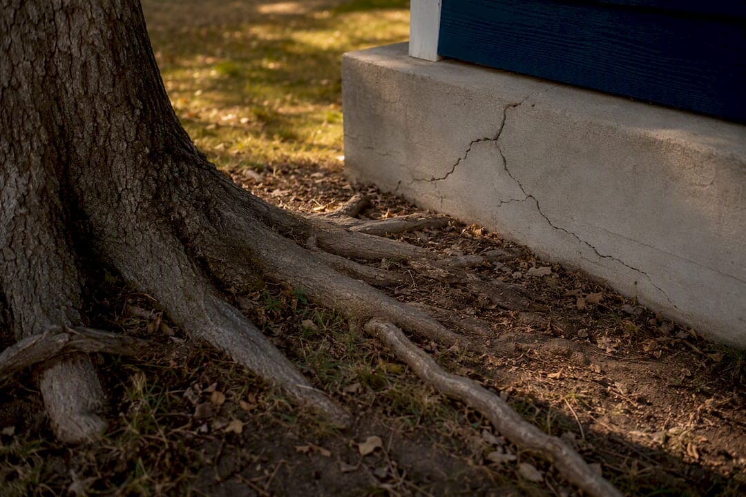 Do Tree Roots Cause Foundation Damage? What to Check First