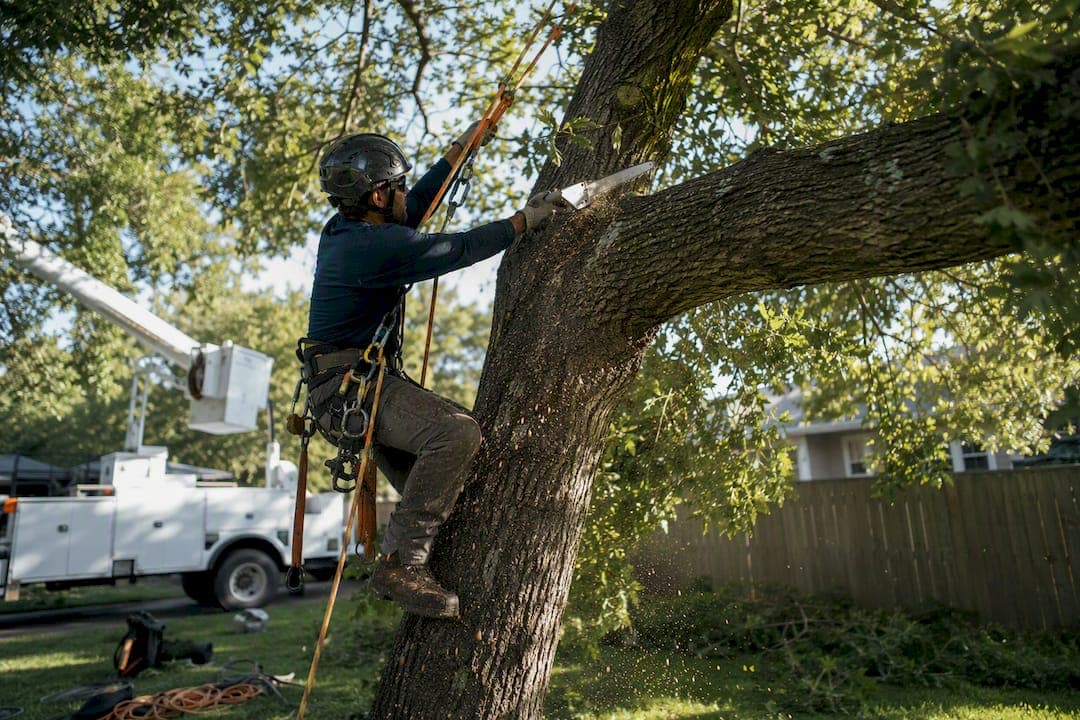 Oak Tree Pruning Cost: What Homeowners Pay in 2026