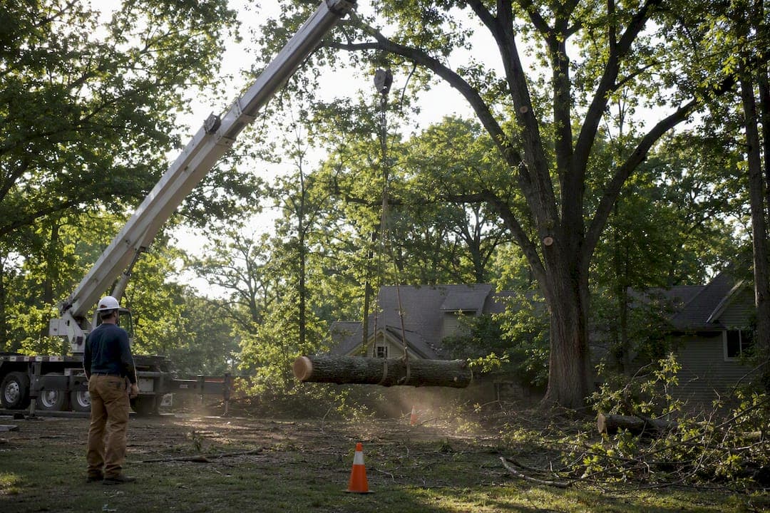 $1,500–$3,500? When Crane Tree Removal Is Worth It for Homeowners