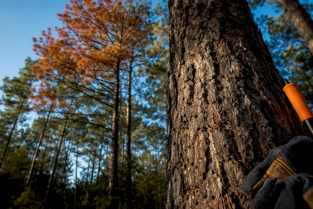 4 Pine Beetle Signs US Homeowners Must Act On