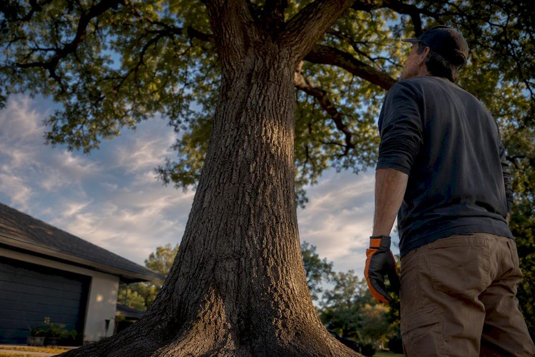 Homeowners: Inspect Dangerous Trees in Three Zones Before an Emergency