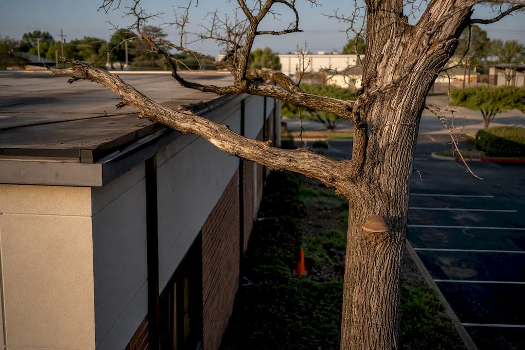 Act Within 24–72 Hours: Dead Tree Liability in Shreveport