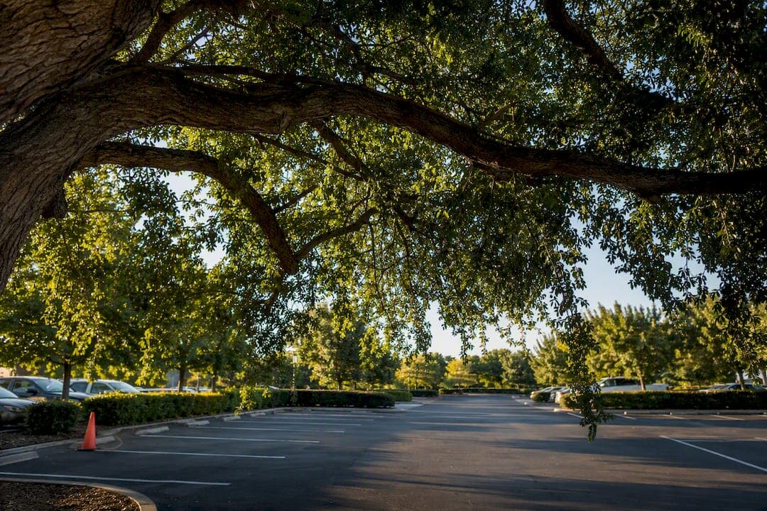 Avoid Fines: Parking Lot Tree Clearance for U.S. Property Managers