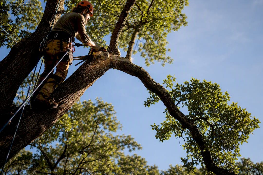 Avoid Surprise Fees: Shreveport Tree Trimming Costs $150–$1,800